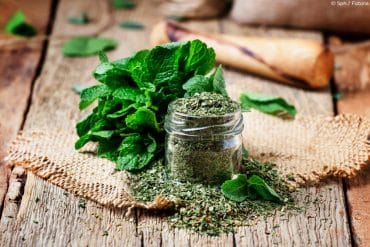 Minze ernten und trocknen Anleitung Pfefferminze verarbeiten der