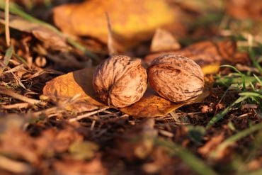 Walnüsse vor der Ernte