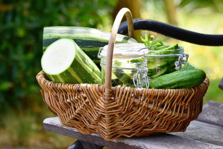 Zucchini Gurke einkochen