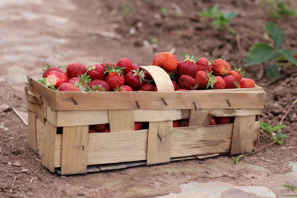 Erdbeersorten: welche Erdbeeren sind die besten? | 8 alte ...