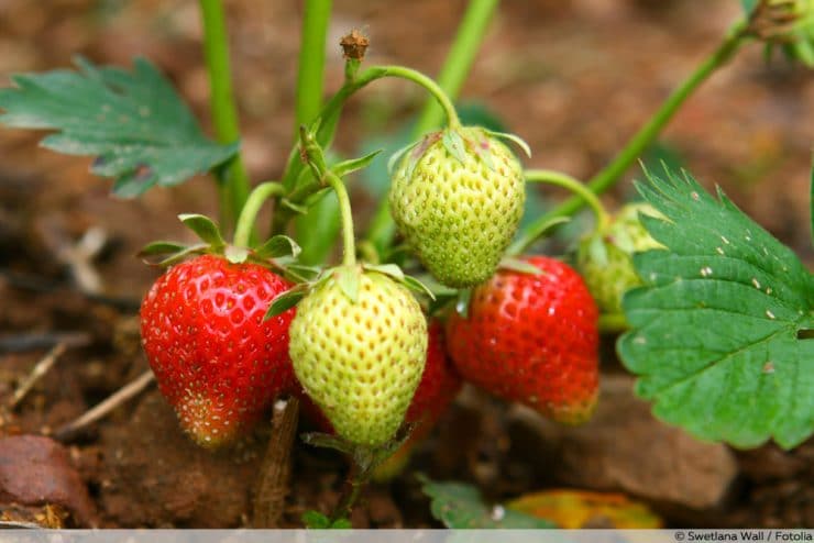 Erdbeeren