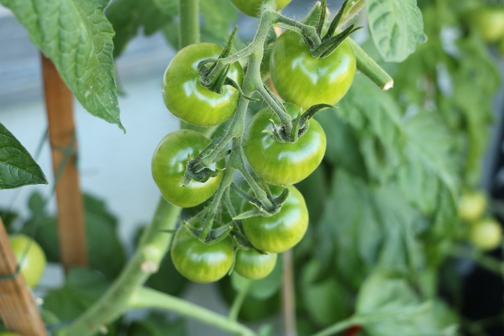 Grüne Tomaten nachreifen lassen: so werden sie schnell rot ...