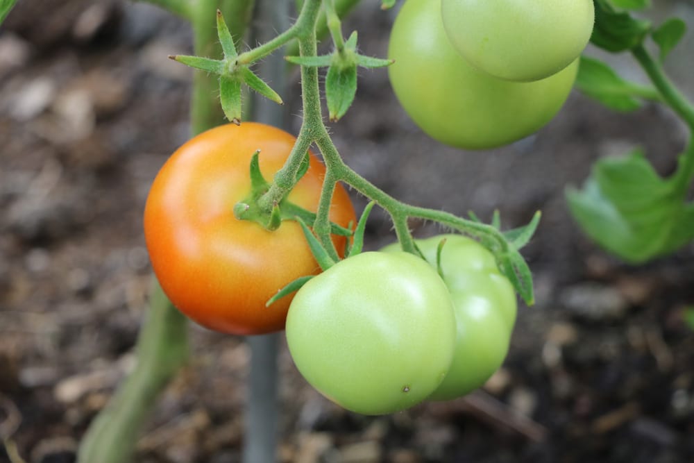 Grüne Tomaten nachreifen lassen: so werden sie schnell rot ...