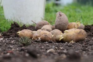 Kartoffelernte: wann ist die Erntezeit für Belana, Agria ...