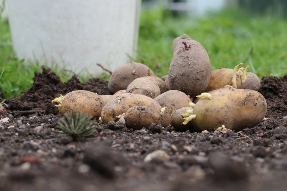 Gekeimte Kartoffeln einpflanzen so geht