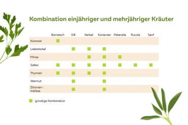 Welche Kräuter passen (nicht) zusammen? Kräuter, die sich vertragen