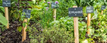 Kräuter im Garten