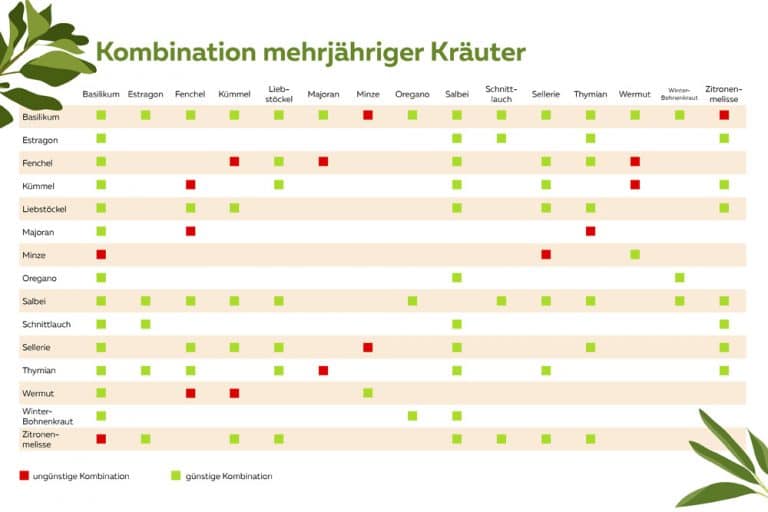 Welche Kräuter passen (nicht) zusammen? Kräuter, die sich vertragen
