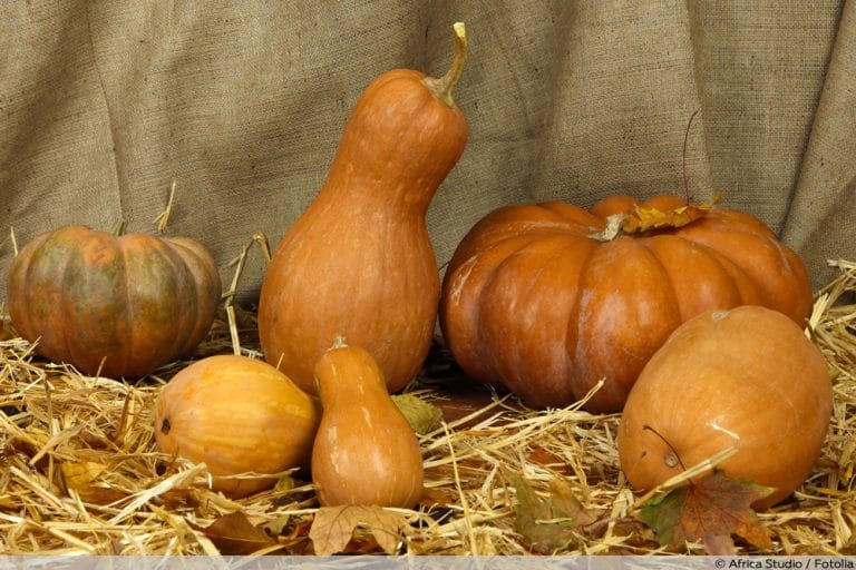 Kürbisarten mit Bild 12 beliebte Kürbissorten