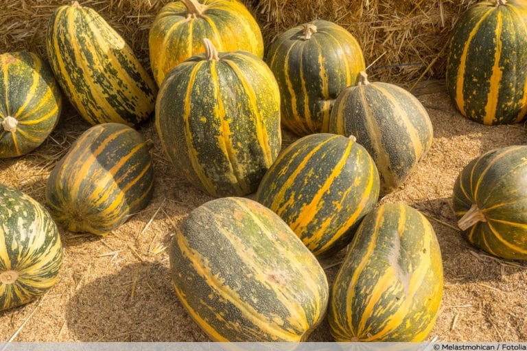 Kürbisarten mit Bild: 12 beliebte Kürbissorten | Übersicht ...