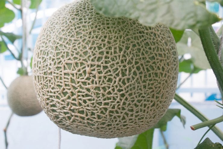 Melonenarten mit Bild 40 Melonensorten Auflistung von AZ