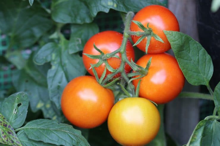 Standort für Tomaten