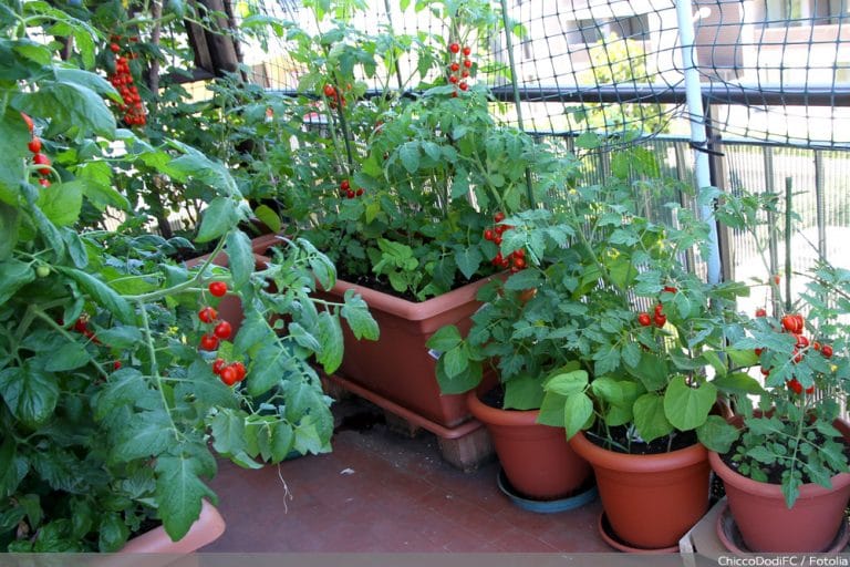 Idealer Standort für Tomaten Sonne oder Schatten für Tomatenpflanzen