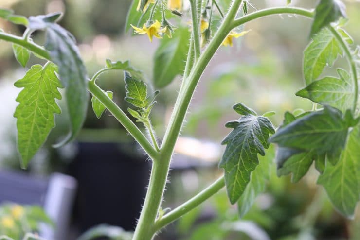 Tomaten ausgeizen sinnvoll