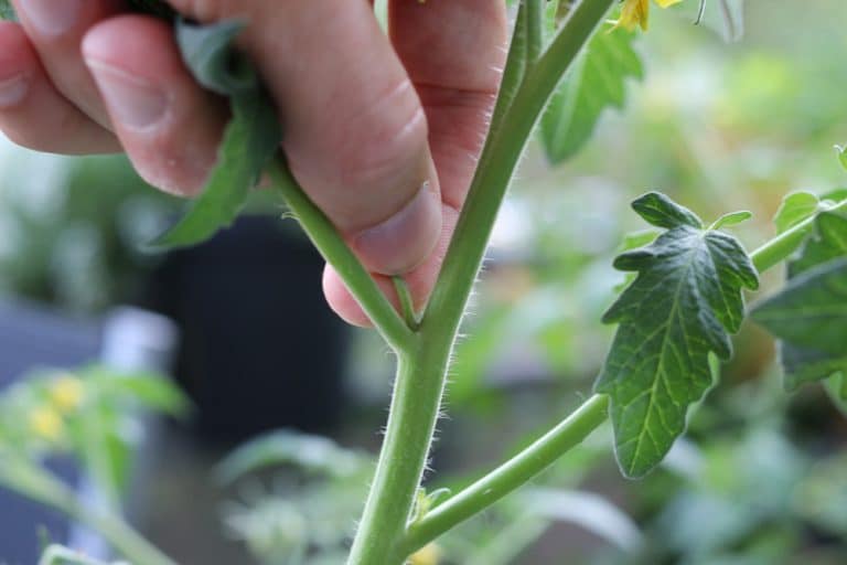 Tomaten ausgeizen ab wann? So gelingt es! Anleitung mit Bildern