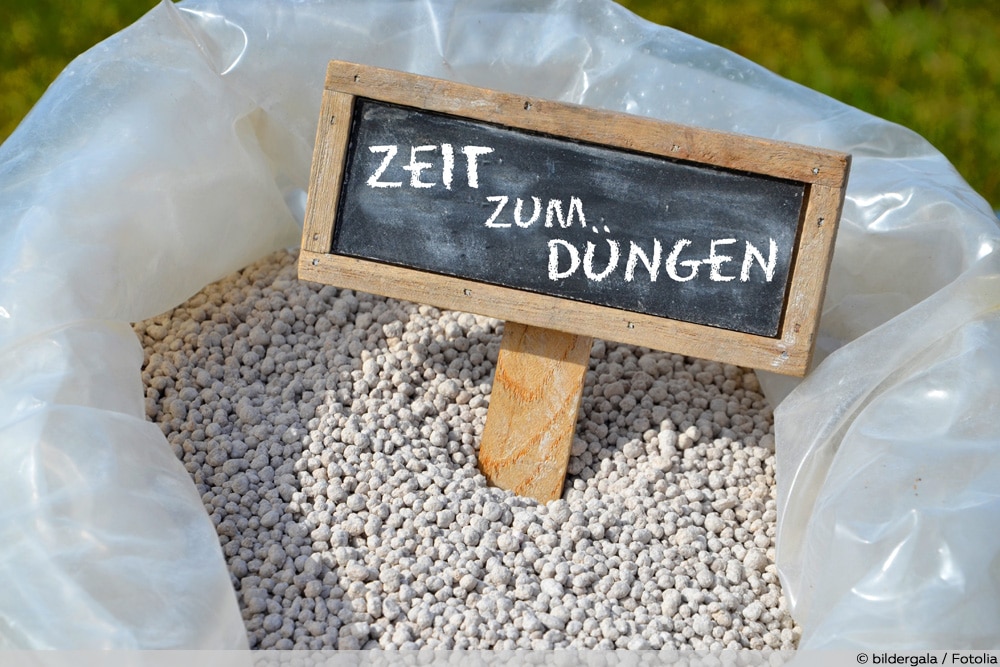 Tomaten düngen Wann, wie oft und womit? Tomatendünger richtig nutzen