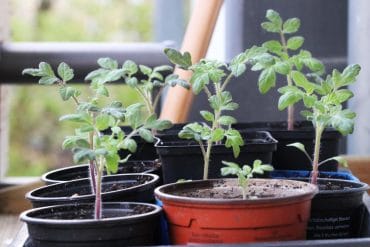 Tomaten säen Jungpflanzen - Tomatenanbau