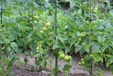 Tomaten Mischkultur