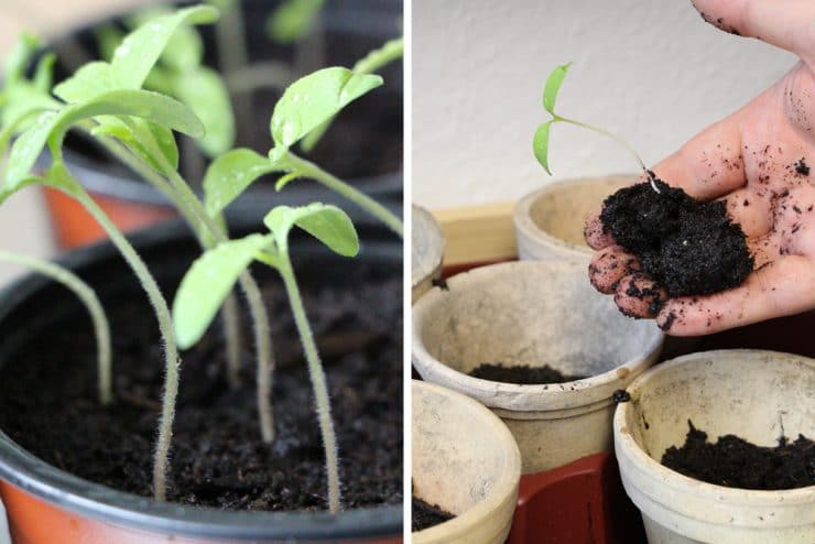 Tomaten säen Anleitung zum selber ziehen Wann am besten aussäen
