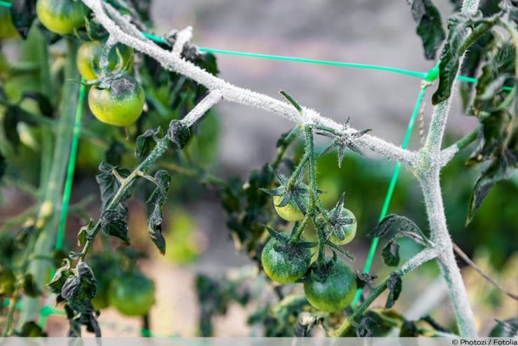 Tomaten überwintern