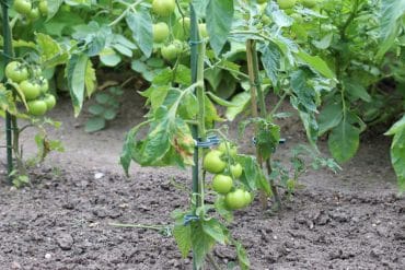 Tomatenerde Welche Erde für Tomaten? einfach selber mischen