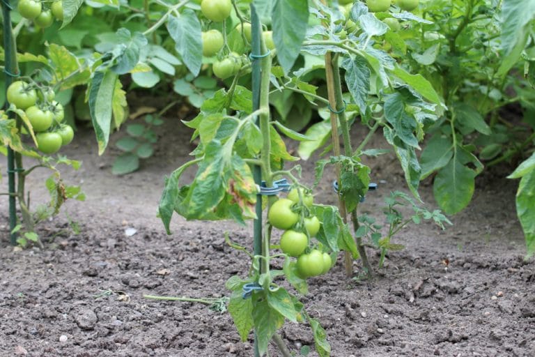 Tomatenerde Welche Erde für Tomaten? einfach selber mischen