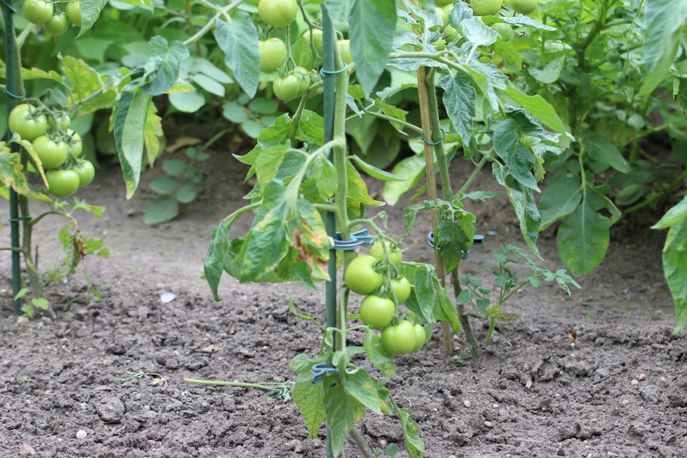 Tomatenerde Freiland