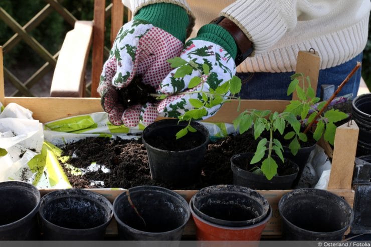 Tomatenerde Welche Erde für Tomaten? einfach selber mischen