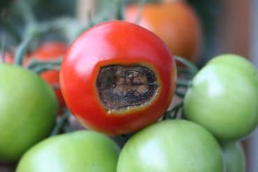 Tomatenkrankheiten