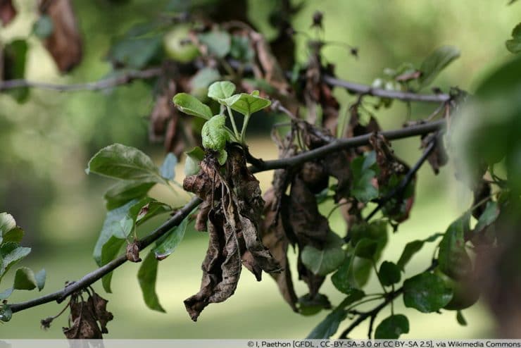 Braune Blatter Am Apfelbaum