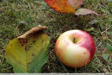 Apfelbaum-Blätter rollen sich