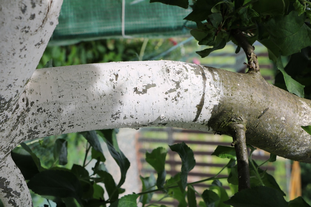 Baumschutz vor Wunden - So wird dem Baum geholfen