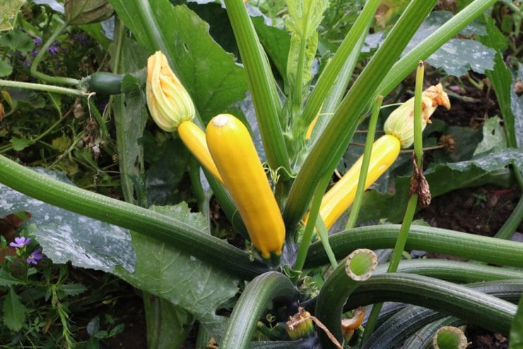 Erntezeit von Zucchini