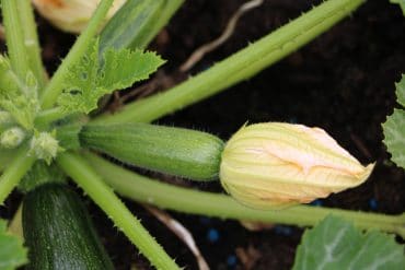 Zucchini gelbe Blätter