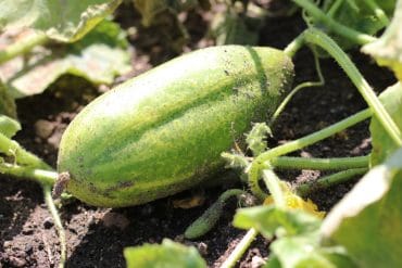 Freilandgurke Gurken schmecken bitter