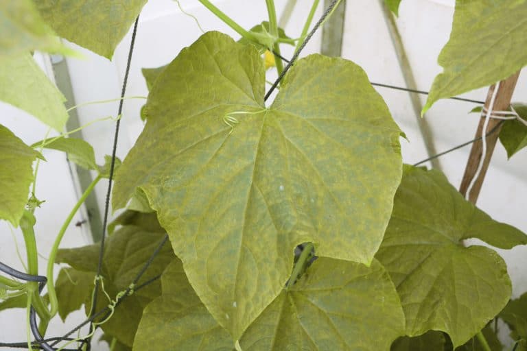 Gurken werden gelb und sterben ab Hilfe bei gelben Gurkenblättern