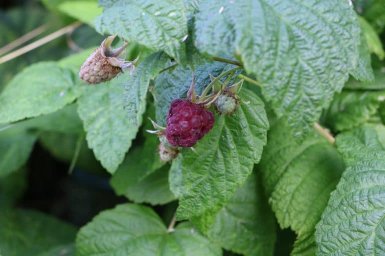 Himbeeren Krankheiten Bilder