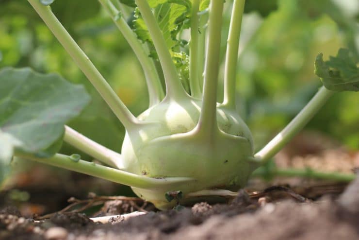 Kohlrabi ernten