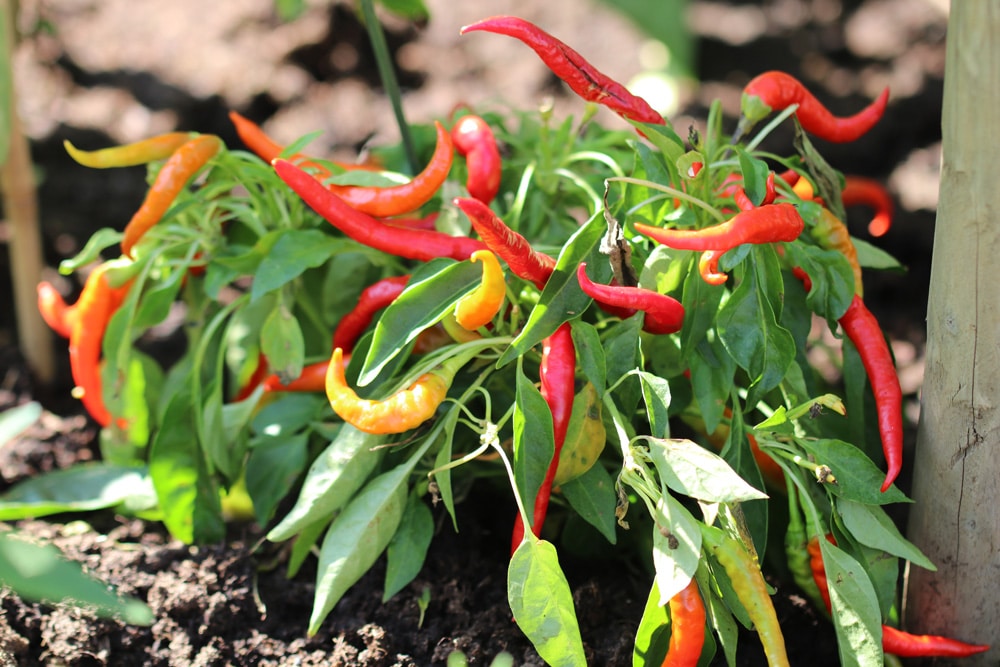 Peperoni einmachen frische Chilis einlegen und haltbar machen