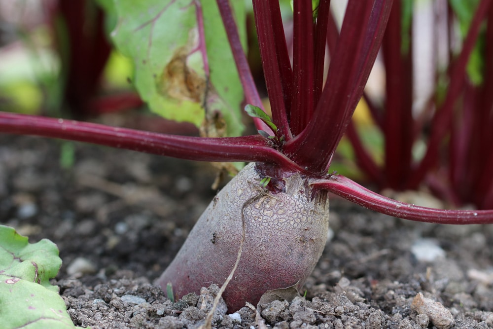 Rote Beete ernten: wann ist die rote Rübe eigentlich reif ...