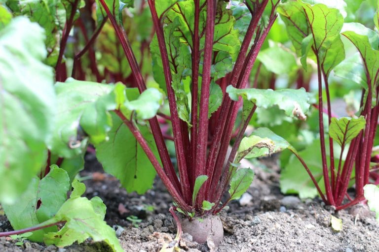 Rote Beete ernten wann ist die rote Rübe eigentlich reif? Rote Beete ernten wann ist die rote Rübe eigentlich reif?