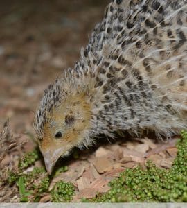 Wachtelfutter Futterliste