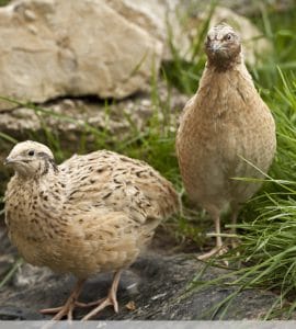 Wachtelhahn und Henne