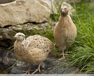 Wachtelhahn und Henne