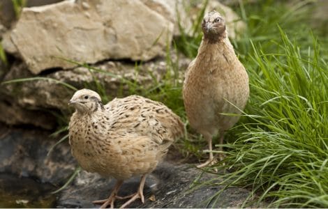 Wachtelhahn und Henne