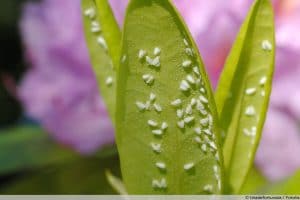 Weiße Fliege bekämpfen 10 wirksame Hausmittel im Biogarten