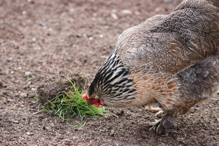 Zwerghühner halten im kleinen Garten Grundlagen der Haltung von AZ