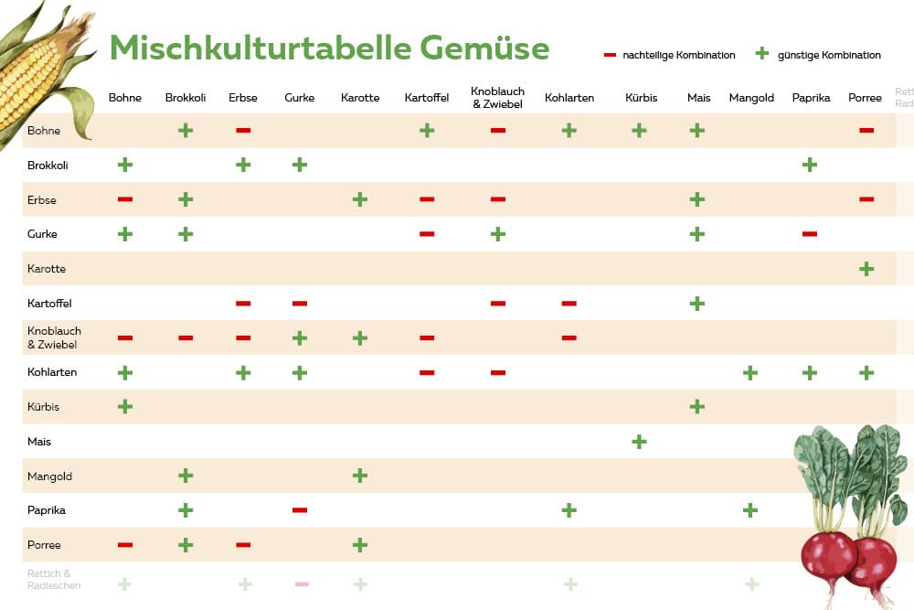 Welches Gemuse Passt Zusammen Mischkulturtabelle Als Pdf