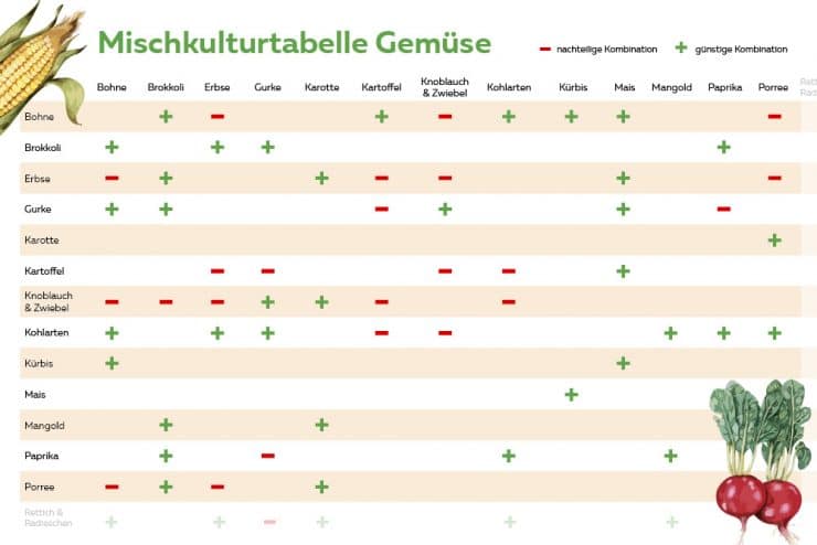 Welches Gemüse passt zusammen? Mischkulturtabelle als PDF