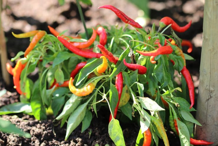 Die Liste der favoritisierten Chili zimmerpflanze